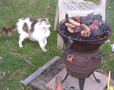 "Who, me?" Butter wouldn't melt in Tinkerbelle's mouth... but a sausage might!