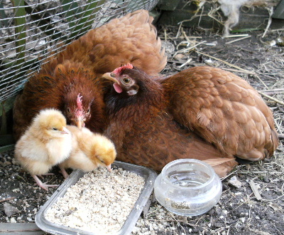 These proud mothers think chicks hatch from a cardboard box...