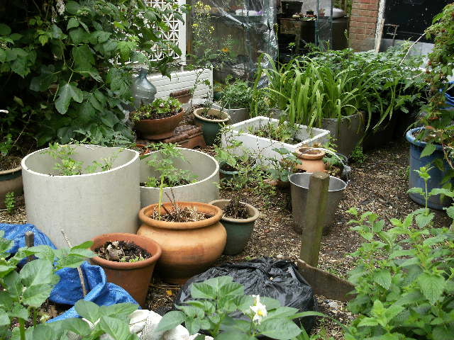 Our container kitchen garden, on the driveway...