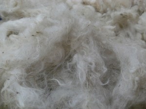 Scrumptious Portland fleece - but mucky!